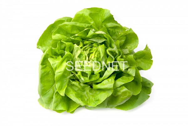 Tizian Lettuce Seeds Butterhead