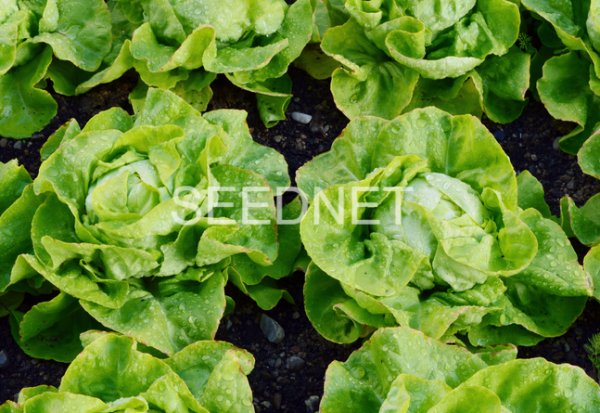 Jiska Lettuce Seeds Butterhead