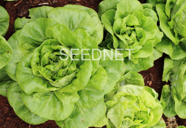 Analena Lettuce Seeds Butterhead
