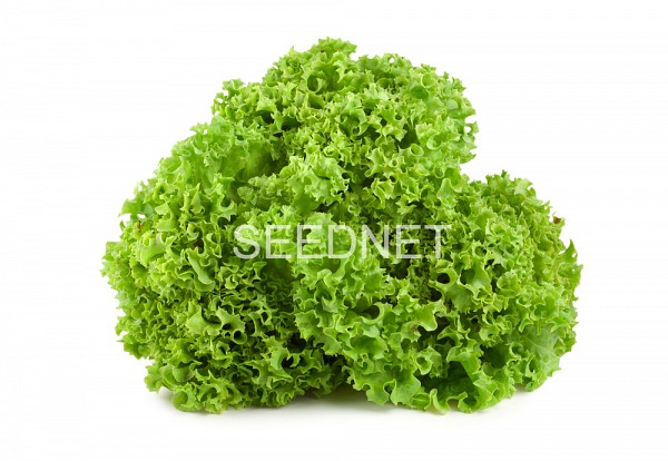 Locarno Lettuce Seeds Lollo Green