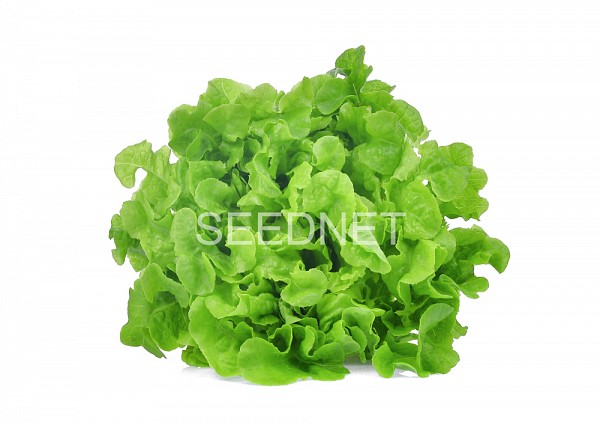 Quelio (P) Lettuce Seeds Oak Leaf Green