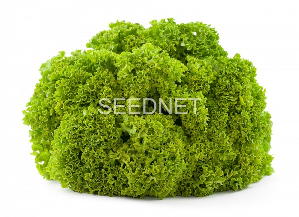 Estrosa Lettuce Seeds Lollo Green