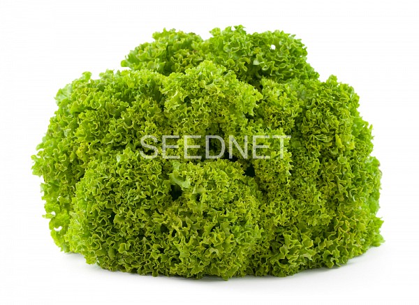 Lorenzo Lettuce Seeds Lollo Green