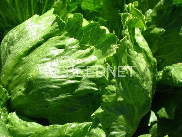 Nanette Lettuce Seeds Iceberg