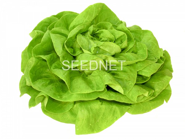 Presteria Lettuce Seeds Butterhead