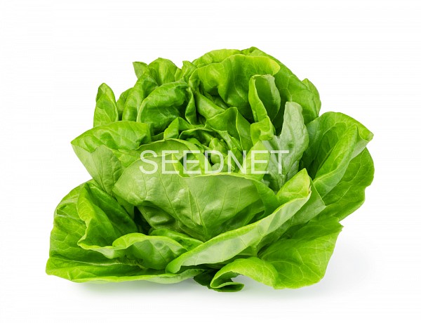 Sotalis Lettuce Seeds Butterhead