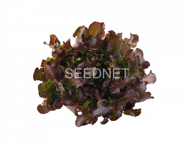 Rouxaii Lettuce Seeds Oak Leaf Red