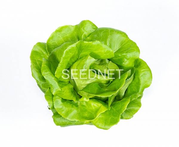 Weston Lettuce Seeds Butterhead