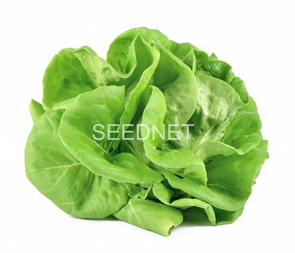 Alexandria Lettuce Seeds Butterhead