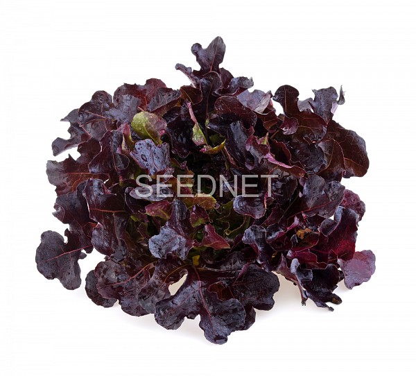 Cornouai Lettuce Seeds Oak Leaf Red