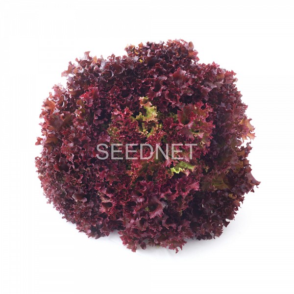 Anthony Lettuce Seeds Lollo Red