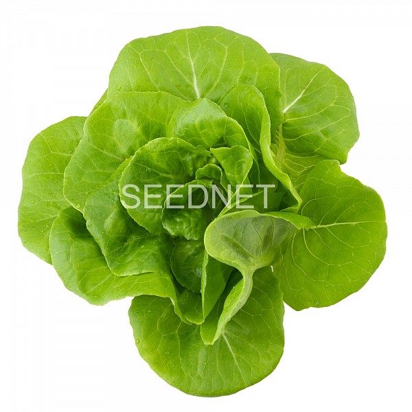 Shangore Lettuce Seeds Butterhead