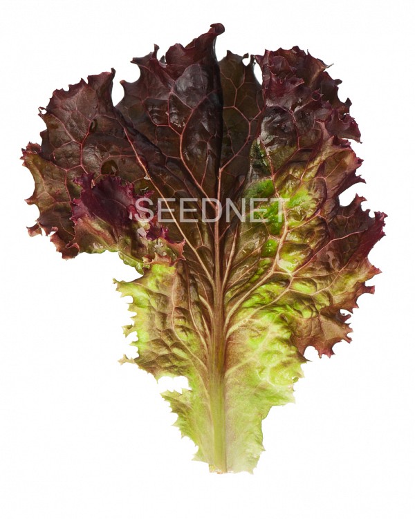 Claragio Lettuce Seeds Lollo Red