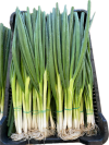 Jedi F1 Onion Seeds