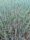 Jedi F1 Onion Seeds