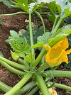 Ortano Zucchini Seeds 1000 seeds