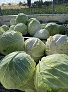 Ranger F1 Cabbage Seeds 2500 seeds