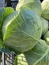 Ranger F1 Cabbage Seeds 2500 seeds