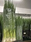 Jedi F1 Onion Seeds