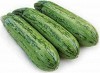 Rigas Zucchini Seeds 1000 seeds