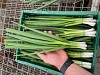 Jedi F1 Onion Seeds
