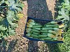 Imperator (Z) Zucchini Seeds Standard