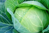 Cosima 1 F1 Cabbage Seeds 2500 seeds