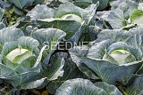 Intello F1 Cabbage Seeds 2500 seeds