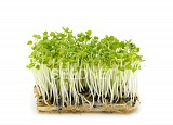 Basil Seeds Microgreens-Sprouts - 1KG