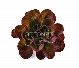Klimt Lettuce Seeds 5000 seeds