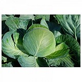 Brigadier Cabbage Seeds White