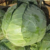 Bucharest Cabbage Seeds White