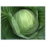 Cabton Cabbage Seeds White
