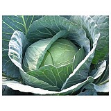 Excalibur Cabbage Seeds White