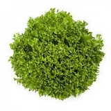 Expedition Lettuce Seeds 5000 seeds