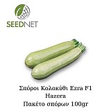 Ezra F1 Zucchini Seeds 500 seeds