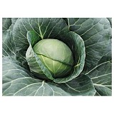 Farao Cabbage Seeds White