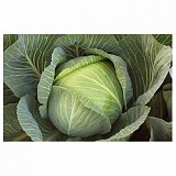 Flexton F1 Cabbage Seeds 2500 seeds