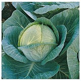 Megaton Cabbage Seeds White