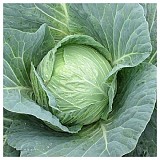 Menzania F1 Cabbage Seeds 2500 seeds