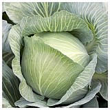 Mucsuma Cabbage Seeds White
