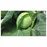Nozomi abbage Seeds White