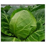 Rayma Cabbage Seeds White