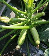 Mehiata Zucchini Seeds Standard