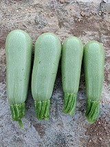Angelina Zucchini Seeds Standard