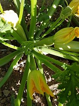 Nour Zucchini Seeds Standard
