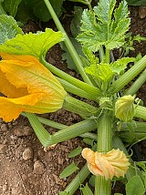 Ortano Zucchini Seeds 1000 seeds