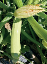 Rika F1 Zucchini Seeds Standard