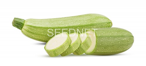 Ardendo Zucchini Seeds Standard - 500 seeds