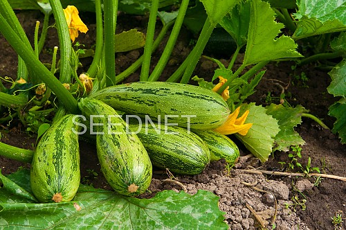 STANDARD - Tiger grey F1(Bengal ) Zucchini Seeds Standard - 500 seeds